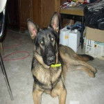 baloo - Berger Allemand M&acirc;le (1 mois)