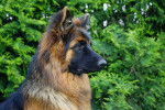 Iouca - Berger Allemand (2 ans)
