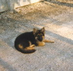 BERGER ALLEMAND FEMELLE - Berger Allemand