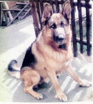 berger allemand sultan du pays du chenil des loups - Berger Allemand