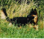 berger allemand ourak de la ferme sauvage - Berger Allemand