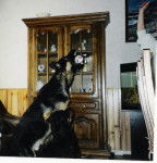 berger allemand ourak de la ferme sauvage - Berger Allemand