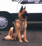 berger allemand kero - Berger Allemand