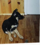 berger allemand ourak de la ferme sauvage - Berger Allemand