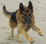 Tygannye - Berger Allemand M&acirc;le (5 mois)