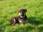 berger allemand colby - Berger Allemand