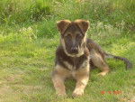 colby berger allemand - Berger Allemand