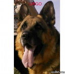 Urgo - Berger Allemand Mâle (7 ans)