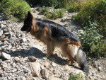 BERGER ALLEMAND BARRY DE GERONIMO - Berger Allemand