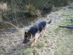 berger allemand roxy - Berger Allemand
