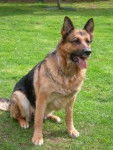 Kryl - Berger Allemand Mâle (1 an)