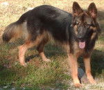 Else Berger Allemand race ancienne - Berger Allemand