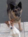 Eclipse Berger Allemand et diego Jack russel - Berger Allemand
