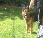 Berger allemand Yago - Berger Allemand