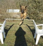 Didjie saut - Berger Allemand (2 ans)