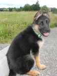 Gina. Berger-Allemand - Berger Allemand