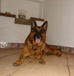 BERGER ALLEMAND CKEN - Berger Allemand