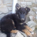 Berger Allemand type ancien Rosco - Berger Allemand