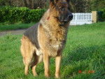 colby berger allemand - Berger Allemand