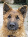 Dolly . - Berger Allemand (2 ans)