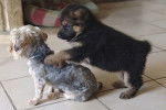 Photo chiot Berger Allemand - Berger Allemand