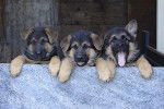 Photo chiots Bergers Allemands - Berger Allemand