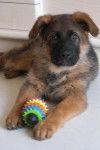 Falco chiot Berger Allemand 2 mois et demi - Berger Allemand (2 mois)