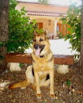 Berger allemand en photo : Ulysse 7 ans - Berger Allemand (7 ans)