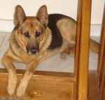 Ulysse 7 ans - Berger Allemand (7 ans)
