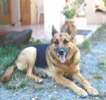 Ulysse berger Allemand de 7 ans - Berger Allemand (7 ans)