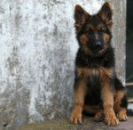 Falco 6 mois - Berger Allemand (6 mois)