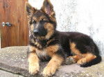 Falco Berger Allemand 6 mois - Berger Allemand (6 mois)