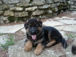 Luna (presque 1 mois) - Berger Allemand (1 mois)