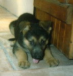 Ulysse chiot &agrave; 2 mois - Berger Allemand (2 mois)