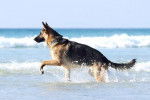 Un Berger Allemand joue dans la mer