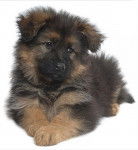 Folie Bergère de la Croix du Puech - Berger Allemand