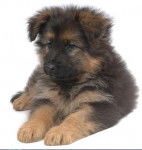 FBI de la Croix du Puech - Berger Allemand