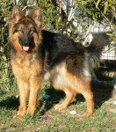 FB de la Croix du Puech 1 an - Berger Allemand