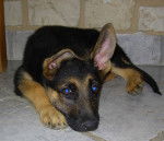 Darko petit - Berger Allemand M&acirc;le (5 mois)