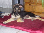 Darko petit - Berger Allemand M&acirc;le (6 mois)
