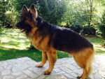Baloo - Berger Allemand