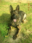 cali - Berger Allemand (3 ans)