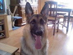 Chef - Berger Allemand Mâle (5 ans)