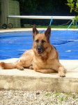 Volga - Berger Allemand (4 ans)