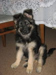 Abbey(pup) - Berger Allemand (2 mois)