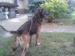 Lucky - Berger Allemand Mâle (9 ans)
