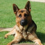 Layla - Berger Allemand (4 mois)