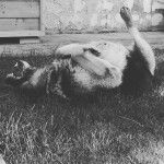 Auxo - Berger Allemand M&acirc;le (11 ans)