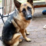 Baltic - Berger Allemand Mâle (1 an)