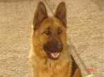 Volga - Berger Allemand (10 mois)